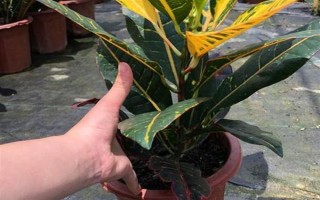 变色木有没有毒，毒性会挥发在空气中