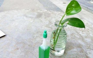 如何水培绿萝，应选用健康强壮且带有气生根的枝茎