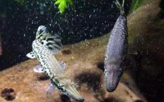 鳄雀鳝好不好养，具有顽强的生命力容易饲养