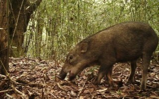 野猪的主路特点，主路会有它的脚印