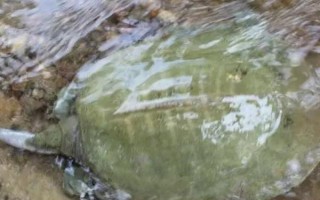 黄沙鳖苗的价格,价格受产地、规格等影响
