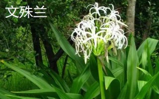 文殊兰与香殊兰有什么区别，叶片、花朵、果实均不同