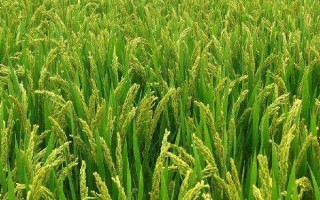 晶两优8612水稻种子特征特性,籼型两系杂交中稻迟熟品种