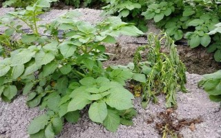 马铃薯晚疫病有什么症状，叶片发病会出现暗绿色水渍状斑点