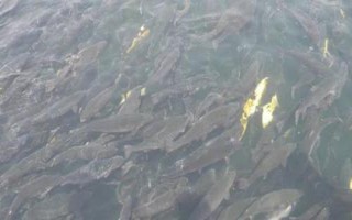 鱼塘养鱼喂什么饲料,可选择动物性、植物性、矿物质饲料等