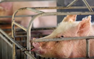 猪的应激反应如何减少，尽可能提供营养好的饲料