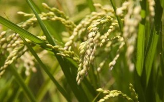 粮食农作物可以分为哪三类,谷类、豆类和薯类作物三大类