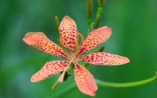 农村种植什么市场潜力大,这几个项目很有钱途
