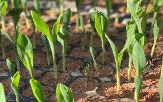 玉米的生长周期，分为苗期、三叶期、拔节期等