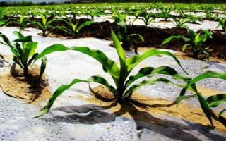 玉米示范基地强化措施,应在出苗后及时查看是否缺苗