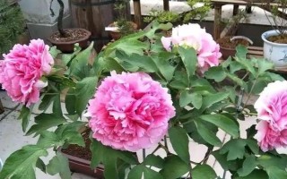 牡丹花最简单的养殖方式，生长期间一个星期施1-2次腐熟的薄肥