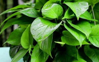 绿萝有没有毒，其汁液有毒