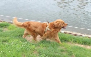 纯种金毛的特征，眼睛呈深棕色、头骨较宽微呈拱形