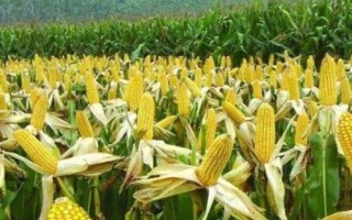 正大507玉米种子特点,生育期95.4天