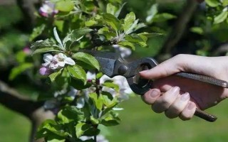 嘉庆子的简介，是指李子具有酸甜的味道