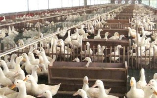 鸭子在夏季容易死亡的原因,一般是高温、养殖密度大、感染病害等因素所致