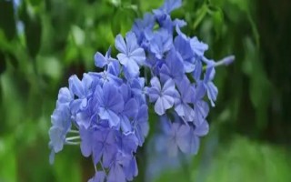 怎么修剪蓝雪花，生长初期可进行摘心和打顶