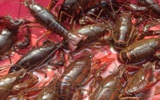 农村养殖小龙虾要注意什么，将黑鱼和鳝鱼作为重点防范对象