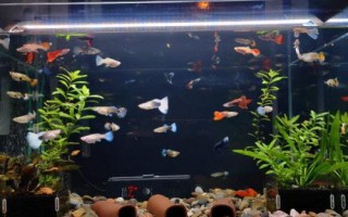 鱼缸的鱼天气冷会冻死吗，根据所养鱼种决定