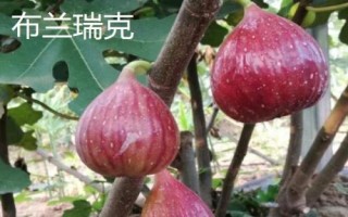 无花果树适合嫁接哪些树种,以波姬红和波尔多品种为宜