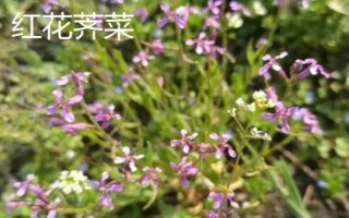 芥菜有哪些品种，常吃的有板叶荠菜和散叶荠菜