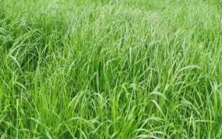 黑麦草的种植方法，在春季3-4月份种植为佳