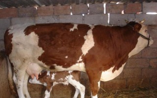 母牛一般多久生一个牛犊，一般为两年三胎