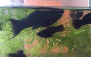 黑玛丽鱼属于卵生还是胎生动物，属于卵胎生鱼类