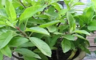 明日叶怎么栽培，经过烫种、浸泡、催芽后再播种