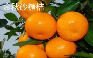 哪些柑橘品种最甜,包括皇帝柑、丑柑、脆蜜金柑等品种