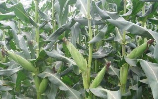 富尔116玉米种子简介，亩种植密度4500株