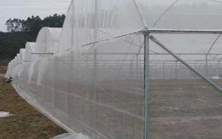 棚室更茬换季要注意什么，为图省事将残株杂草翻入地中容易引发病虫害