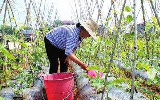 无架豆角的栽培技术，生长到30厘米左右高时要摘心