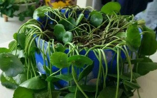 金钱草冬天会不会冻死，在北方可能会被冻死