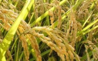 中晚稻搁田控蘖的方法,无效分蘖期至穗分化初期可开沟排水