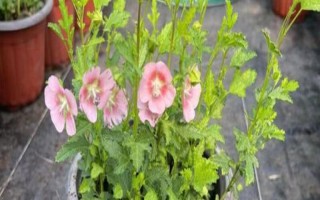 家里可以养木槿花吗，家里不适合养木槿花