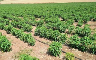 辣椒的种植方法，南方地区一年四季都可以栽种辣椒