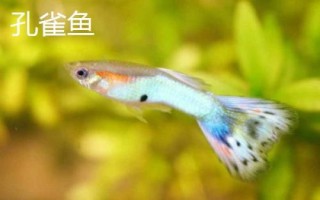 哪些小型鱼适合新手饲养，孔雀鱼和鹦鹉鱼均可选择