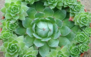 养殖观音莲的方法，家庭养殖可放在通风、无直射光的环境中