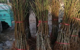 在农村可以做什么生意,快递代收点、树苗代理点等都是较好的选择