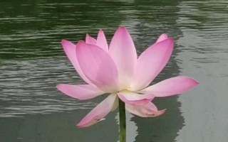 莲花的开放季节，大多为6-9月份