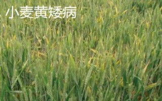 小麦病虫害有哪些及防治方法，常见类型有这8种