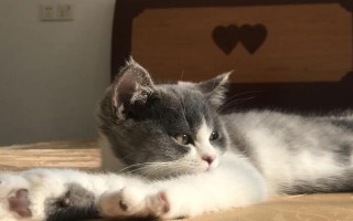 猫咪自发性膀胱炎,常表现为排尿次数增加、情绪躁动不安等