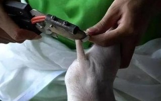 猪拉稀且不吃食如何处理,小猪黄白痢可对它灌服利克太保