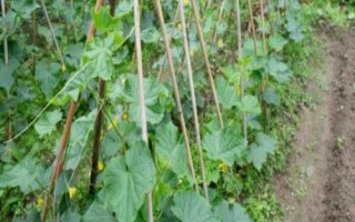 哪些蔬菜在8月份种植,包括黄瓜、西葫芦、芥菜等品种