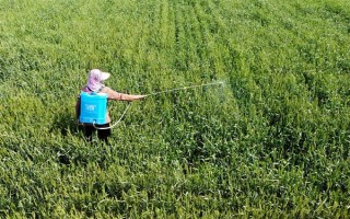 冬小麦常用哪些除草剂，分为防治阔叶草、禾本科草等类型