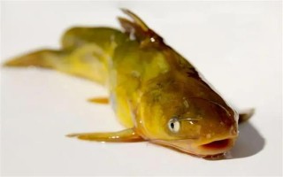 怎么清洗黄骨鱼，用水冲洗后再用开水烫一下