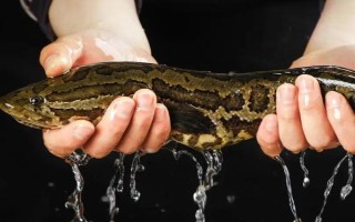 黑鱼可以长多大，大部分只能长到2-3kg