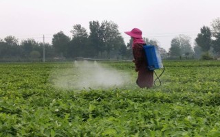 花生结荚期怎么管理,结荚初期亩施复合肥10-15公斤