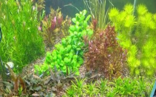 缸里有鱼后如何种植水草，首先选择生长健康、没有遭受病虫害的水草